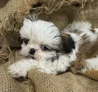 Roy, a male Shih Tzu for sale in Wichita, KS – 4 of 5