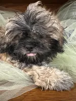 Moose, a male Shih Tzu for sale in Wichita, KS – 5 of 7