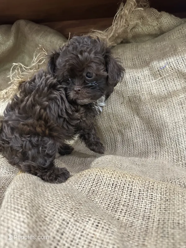 Cocoa – Shihpoo puppy for sale in Wichita, KS