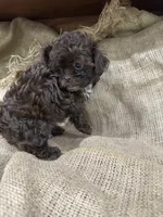 Cocoa, a male Shihpoo for sale in Wichita, KS – 1 of 2