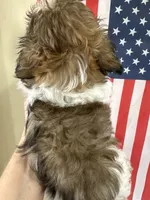 Roy, a male Shih Tzu for sale in Wichita, KS – 3 of 5