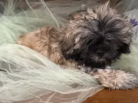 Moose, a male Shih Tzu for sale in Wichita, KS – 7 of 7