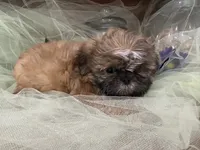 Sam, a male Shih Tzu for sale in Wichita, KS – 1 of 5