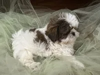 Star, a male Shih Tzu for sale in Wichita, KS – 3 of 6