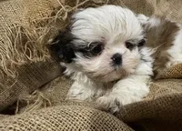 Roy, a male Shih Tzu for sale in Wichita, KS – 2 of 5
