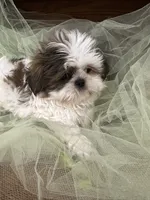 Star, a male Shih Tzu for sale in Wichita, KS – 5 of 6
