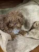 Jojo, a male Shihpoo for sale in Wichita, KS – 2 of 3