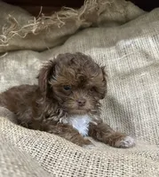 Jet, a male Shihpoo for sale in Wichita, KS – 1 of 4