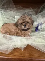 Jet, a male Shih Tzu for sale in Wichita, KS – 1 of 6