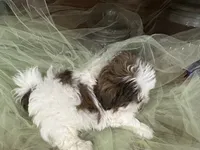 Star, a male Shih Tzu for sale in Wichita, KS – 6 of 6