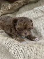Jet, a male Shihpoo for sale in Wichita, KS – 4 of 4