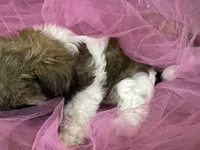 Ally, a female Shih Tzu for sale in Wichita, KS – 3 of 4