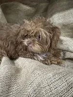 Jojo, a male Shihpoo for sale in Wichita, KS – 1 of 3