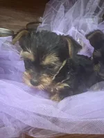 Abby, a male Yorkshire Terrier for sale in Wichita, KS – Photo 1 of 3