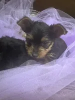 Abby, a male Yorkshire Terrier for sale in Wichita, KS – Photo 2 of 3