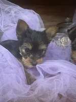 Abby, a male Yorkshire Terrier for sale in Wichita, KS – Photo 3 of 3