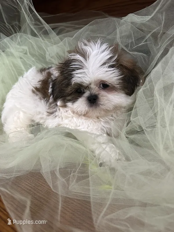 Star – Shih Tzu puppy for sale in Wichita, KS