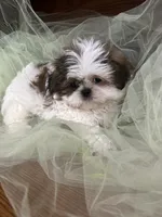 Star, a male Shih Tzu for sale in Wichita, KS – 1 of 6
