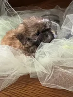 Sam, a male Shih Tzu for sale in Wichita, KS – 5 of 5