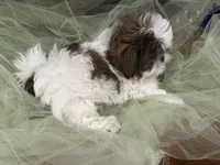 Star, a male Shih Tzu for sale in Wichita, KS – 2 of 6
