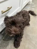 Luigi, a male Havanese for sale in Phoenix, AZ – 5 of 6