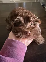 Mario, a male Havanese for sale in Phoenix, AZ – 2 of 4