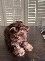 Luigi, a male Havanese for sale in Phoenix, AZ – 2 of 6