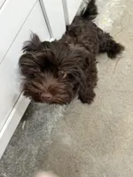 Luigi, a male Havanese for sale in Phoenix, AZ – 1 of 6