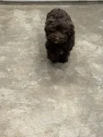 Luigi, a male Havanese for sale in Phoenix, AZ – 4 of 6