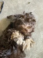 Mario, a male Havanese for sale in Phoenix, AZ – 1 of 4