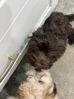 Luigi, a male Havanese for sale in Phoenix, AZ – 6 of 6