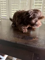 Mario, a male Havanese for sale in Phoenix, AZ – 4 of 4