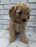 John, a male Goldendoodle and Miniature Goldendoodle for sale in Elkhart, IN – Photo 4 of 5