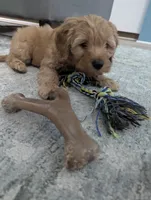 John, a male Goldendoodle and Miniature Goldendoodle for sale in Elkhart, IN – Photo 1 of 5