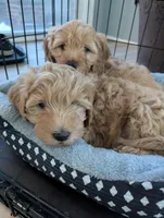 John, a male Goldendoodle and Miniature Goldendoodle for sale in Elkhart, IN – Photo 2 of 5
