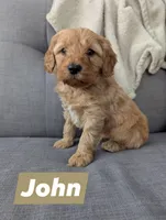 John, a male Goldendoodle and Miniature Goldendoodle for sale in Elkhart, IN – Photo 3 of 5