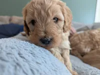 Stuart , a male Goldendoodle and Miniature Goldendoodle for sale in Elkhart, IN – Photo 6 of 9