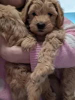 Stuart , a male Goldendoodle and Miniature Goldendoodle for sale in Elkhart, IN – Photo 9 of 9