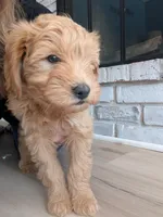 Stuart , a male Goldendoodle and Miniature Goldendoodle for sale in Elkhart, IN – Photo 2 of 9