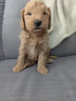 Stuart , a male Goldendoodle and Miniature Goldendoodle for sale in Elkhart, IN – Photo 5 of 9