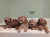 Stuart , a male Goldendoodle and Miniature Goldendoodle for sale in Elkhart, IN – Photo 1 of 9