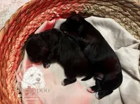 Thin Mint, a female Cockapoo for sale in Bakersfield, CA – 3 of 4