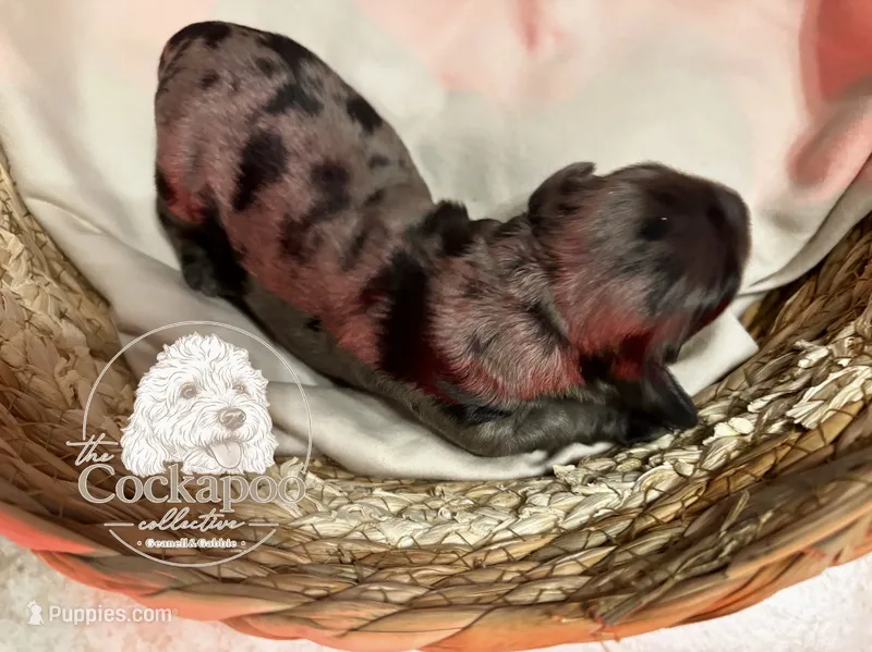 Chocolate chip – Cockapoo puppy for sale in Bakersfield, CA