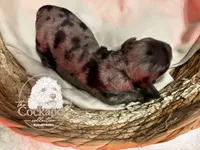 Chocolate chip, a female Cockapoo for sale in Bakersfield, CA – 1 of 4