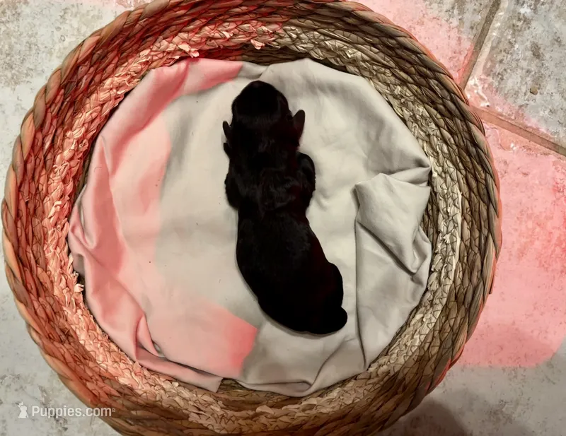 Thin Mint – Cockapoo puppy for sale in Bakersfield, CA