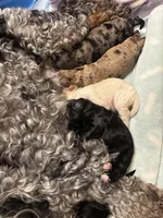Thin Mint, a female Cockapoo for sale in Bakersfield, CA – 4 of 4