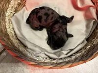 Chocolate chip, a female Cockapoo for sale in Bakersfield, CA – 3 of 4