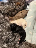 Sugar, a female Cockapoo for sale in Bakersfield, CA – 6 of 6