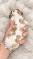 Dottie , a female Cavalier King Charles Spaniel for sale in Nashville, GA – 3 of 3