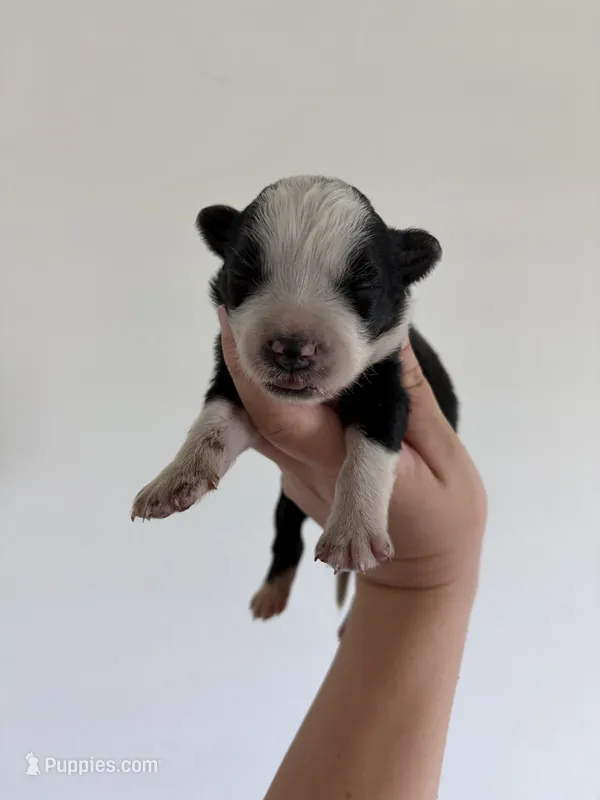 Kay – Australian Shepherd, Border Collie puppy for sale in Nashville, GA